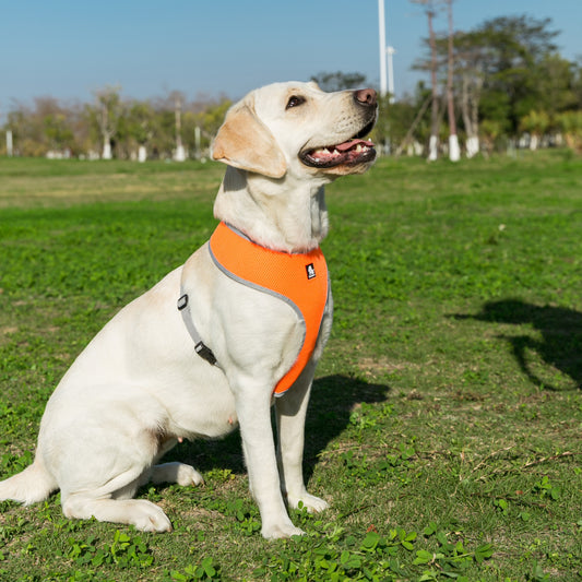 Small Pet Nylon Harness