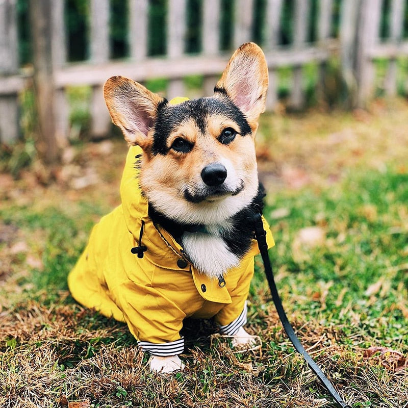 Raincoat for Small/Medium Dogs