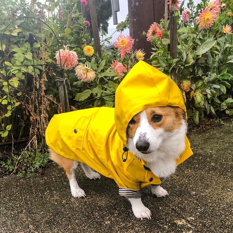 Raincoat for Small/Medium Dogs