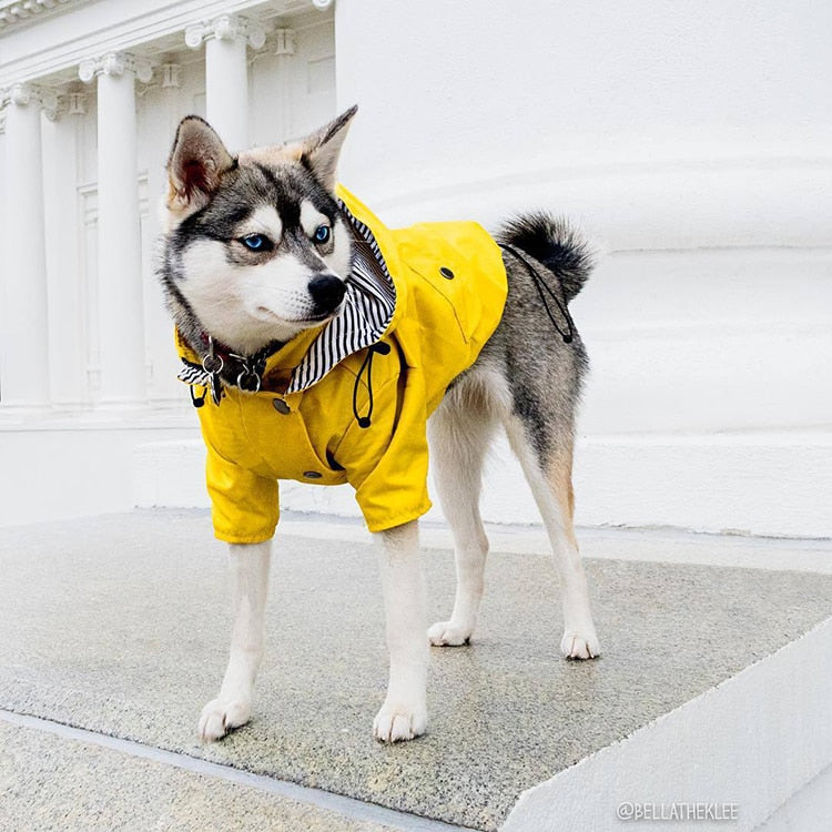 Raincoat for Small/Medium Dogs