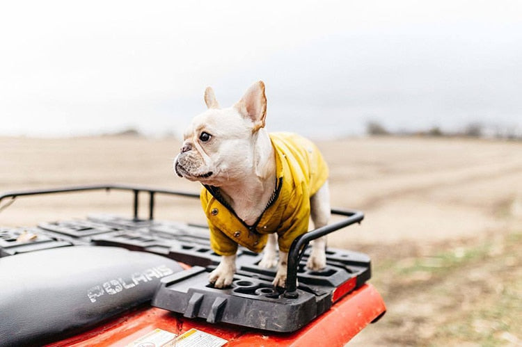 Raincoat for Small/Medium Dogs